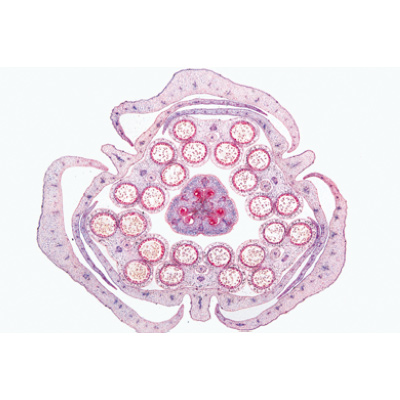 Angiospermes, fleurs - Portugais, 1003926 [W13021P], Préparations microscopiques LIEDER