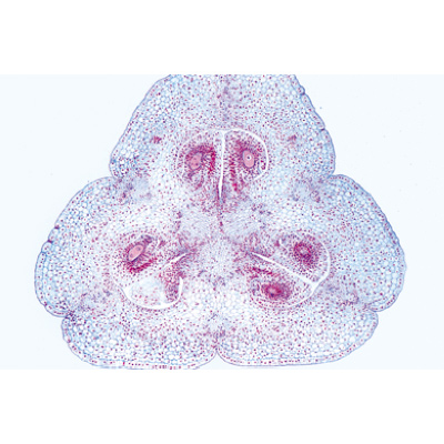 Angiospermas, Flores - Português, 1003926 [W13021P], Preparados para microscopia LIEDER