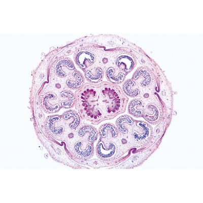 Angiospermas, Flores - Português, 1003926 [W13021P], Preparados para microscopia LIEDER