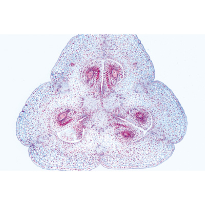 Angiospermae VI. Flowers - Spanish, 1003927 [W13021S], 显微镜载玻片