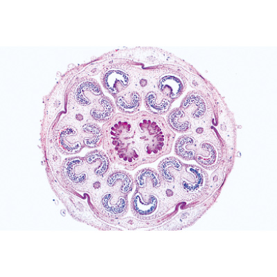 Angiospermae VI. Flowers - Spanish, 1003927 [W13021S], 显微镜载玻片