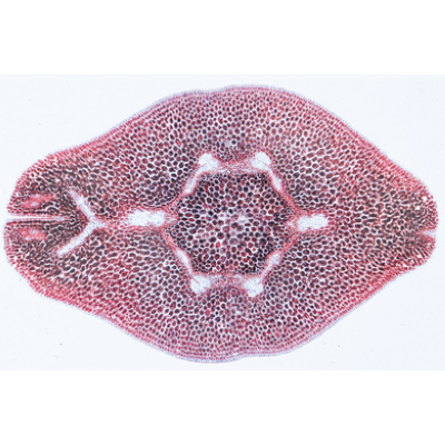 Angiospermes, fruits et graines - Fran&ccedil;ais, 1003929 [W13022F], Lames microscopiques Fran&ccedil;ais