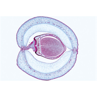 Angiospermes, fruits et graines - Fran&ccedil;ais, 1003929 [W13022F], Lames microscopiques Fran&ccedil;ais