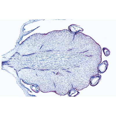 Angiospermae VII. Fruits and Seeds - French, 1003929 [W13022F], 显微镜载玻片