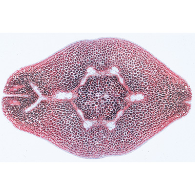 Angiospermae VII. Fruits and Seeds - Portuguese Slides, 1003930 [W13022P], Microscope Slides LIEDER