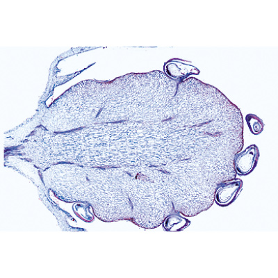 Angiospermas, Frutos e sementes. Portekizce (15'li), 1003930 [W13022P], Mikroskop Kaydırıcılar LIEDER