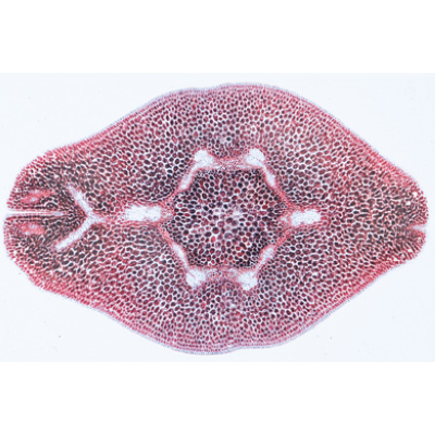 Angiospermae VII. Fruits and Seeds - Spanish, 1003931 [W13022S], 스페인어