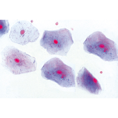 Животная клетка. На немецком языке, 1003932 [W13023], Микроскопы Слайды LIEDER