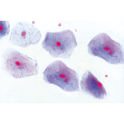 The Animal Cell - Portuguese Slides, 1003934 [W13023P], 현미경 슬라이드 LIEDER