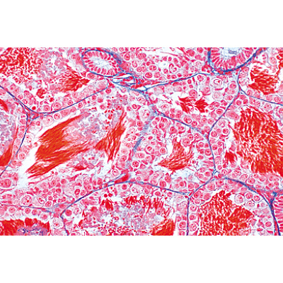 Животная клетка. На испанском языке, 1003935 [W13023S], Микроскопы Слайды LIEDER