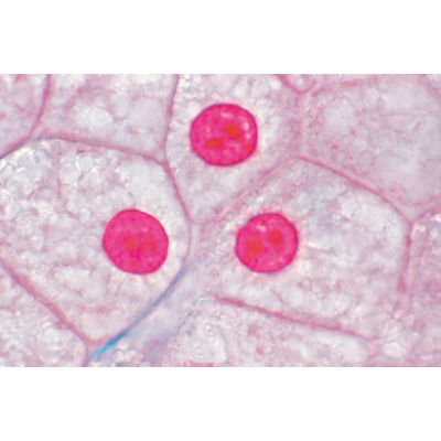 Животная клетка. На испанском языке, 1003935 [W13023S], Микроскопы Слайды LIEDER