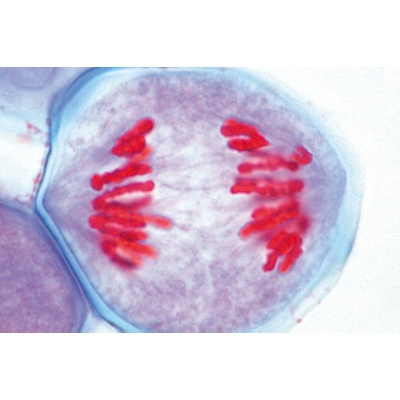 Растительная клетка. На немецком языке, 1003936 [W13024], Микроскопы Слайды LIEDER