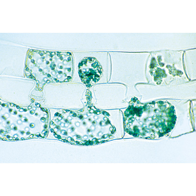 Растительная клетка. На немецком языке, 1003936 [W13024], Микроскопы Слайды LIEDER