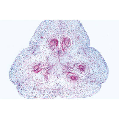 La cellula vegetale - Tedesco, 1003936 [W13024], Micropreparati LIEDER
