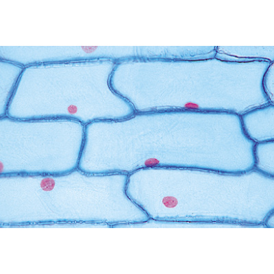 Растительная клетка. На французском языке, 1003937 [W13024F], Микроскопы Слайды LIEDER