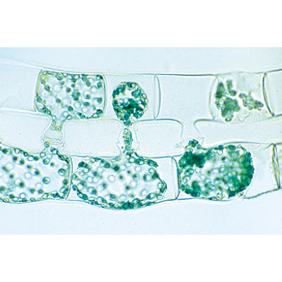 Plant Cell - Portuguese Slides, 1003938 [W13024P], 显微镜载玻片