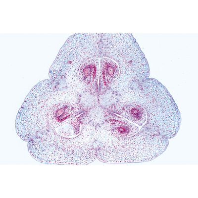 Растительная клетка. На португальском языке, 1003938 [W13024P], Микроскопы Слайды LIEDER