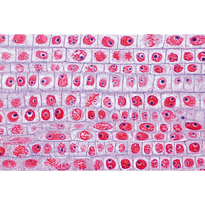 La cellula vegetale - Portoghese, 1003938 [W13024P], Portoghese