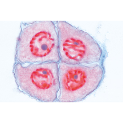 S&eacute;rie de lames g&eacute;n&eacute;tiques - Allemand, 1003940 [W13025], Lames microscopiques Allemand