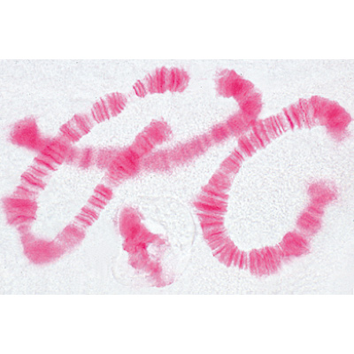 Set of Genetic Slides - French, 1003941 [W13025F], Microscope Slides LIEDER