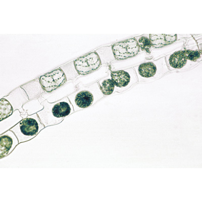 S&eacute;rie de lames g&eacute;n&eacute;tiques - Portugais, 1003942 [W13025P], Lames microscopiques Portugais
