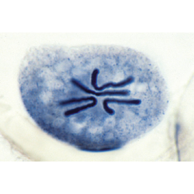 S&eacute;rie de lames g&eacute;n&eacute;tiques - Espagnol, 1003943 [W13025S], Lames microscopiques Espagnol