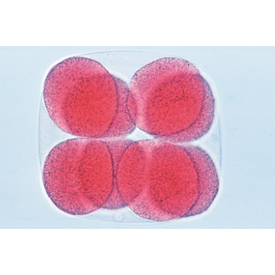 Entwicklung des Seeigels (Psammechinus miliaris), Almanca (12'li), 1003944 [W13026], Almanca