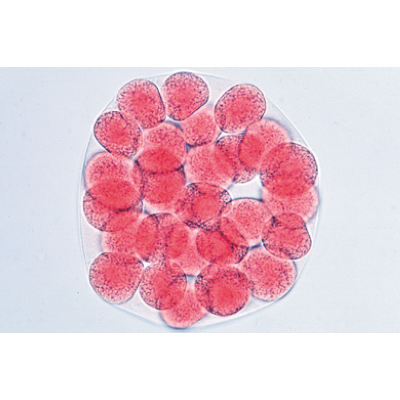 Tengeri sün embriológia (Psammechinus miliaris) - Német nyelvű, 1003944 [W13026], LIEDER mikrometszetek
