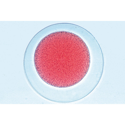 Embryologie de l&rsquo;oursin de mer (Psammechinus miliaris) - Fran&ccedil;ais, 1003945 [W13026F], Lames microscopiques Fran&ccedil;ais
