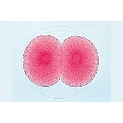 Tengeri sün embriológia (Psammechinus miliaris) - Francia nyelvű, 1003945 [W13026F], LIEDER mikrometszetek