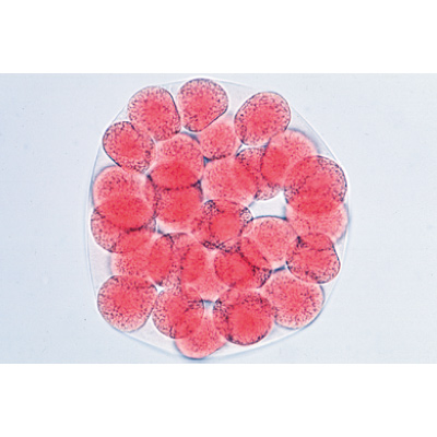Embryologie de l'oursin de mer (Psammechinus miliaris). Fransızca (12'li), 1003945 [W13026F], Fransizca