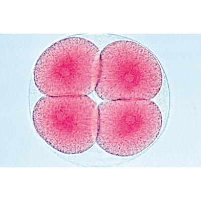 Эмбриология морского ежа (Psamm. Miliaris). На испанском языке, 1003947 [W13026S], Микроскопы Слайды LIEDER