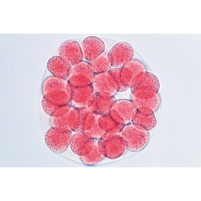 La Embriología del Erizo de Mar (Psammechinus miliaris). İspanyolca (12'li), 1003947 [W13026S], Mikroskop Kaydırıcılar LIEDER