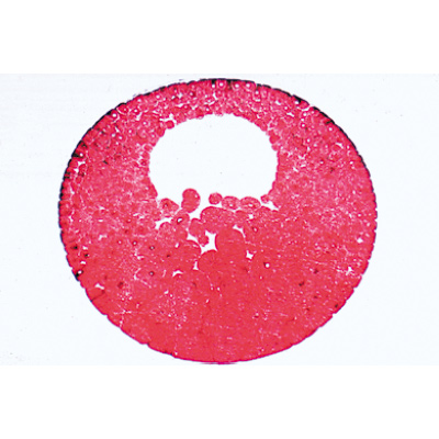 Evoluzione dell'embrione di rana (Rana) - Tedesco, 1003948 [W13027], Micropreparati LIEDER