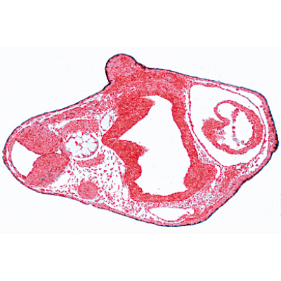 Béka embriológia (Rana) - Német nyelvű, 1003948 [W13027], LIEDER mikrometszetek