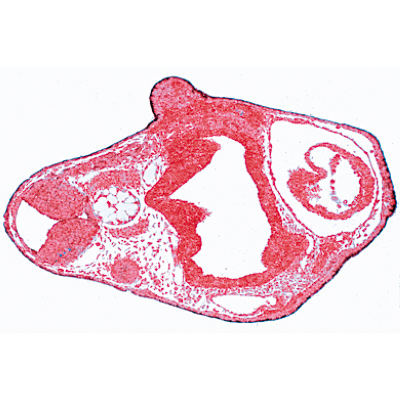 Embryologie de la grenouille (Rana) - Allemand, 1003948 [W13027], Lames microscopiques Allemand