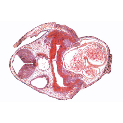 Béka embriológia (Rana) - Német nyelvű, 1003948 [W13027], LIEDER mikrometszetek