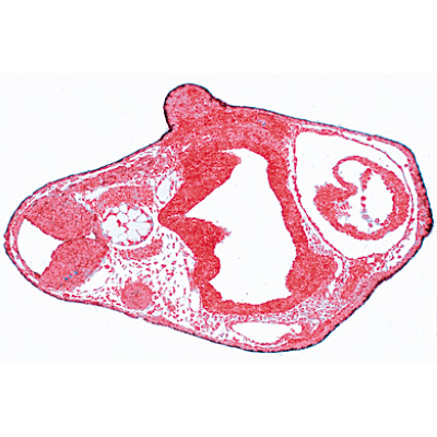 Béka embriológia (Rana) - Francia nyelvű, 1003949 [W13027F], LIEDER mikrometszetek