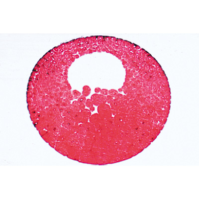 Evoluzione dell'embrione di rana (Rana) - Portoghese, 1003950 [W13027P], Micropreparati LIEDER