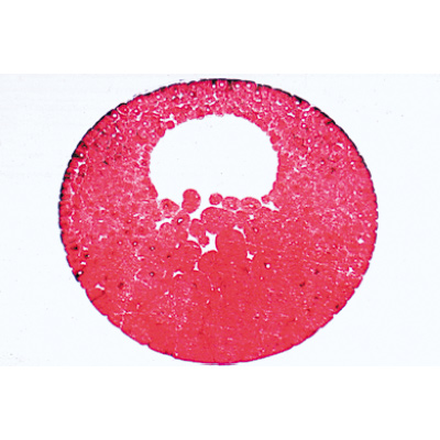 Evoluzione dell'embrione di rana (Rana) - Spagnolo, 1003951 [W13027S], Micropreparati LIEDER