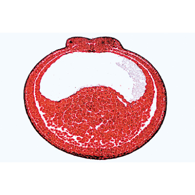 Эмбриология лягушки (Rana). На испанском языке, 1003951 [W13027S], Микроскопы Слайды LIEDER