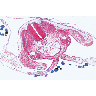 Csirke embriológia (Gallus domesticus) - Német nyelvű, 1003952 [W13028], LIEDER mikrometszetek