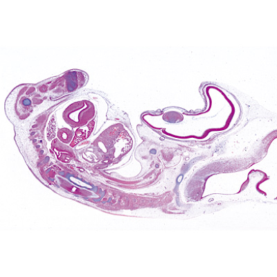 Chicken Embryology (Gallus domesticus) - German Slides, 1003952 [W13028], 현미경 슬라이드 LIEDER