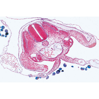 Csirke embriológia (Gallus domesticus) - Francia nyelvű, 1003953 [W13028F], LIEDER mikrometszetek