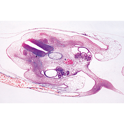 Embryologie du poulet (Gallus domesticus). Fransızca (10'lu), 1003953 [W13028F], Mikroskop Kaydırıcılar LIEDER