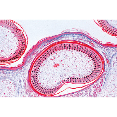 Chicken Embryology (Gallus domesticus) - French, 1003953 [W13028F], 현미경 슬라이드 LIEDER