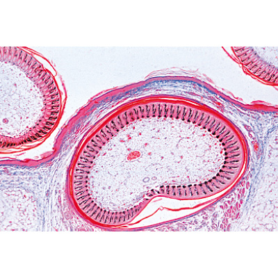 Embryologie du poulet (Gallus domesticus) - Espagnol, 1003955 [W13028S], Lames microscopiques Espagnol