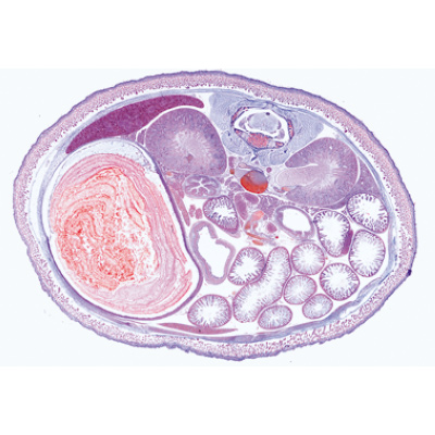 Embryologie du porc (Sus scrofa) - Allemand, 1003956 [W13029], Lames microscopiques Allemand