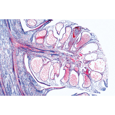 Embryologie du porc (Sus scrofa) - Allemand, 1003956 [W13029], Lames microscopiques Allemand