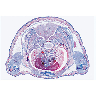 Embryologie du porc (Sus scrofa) - Fran&ccedil;ais, 1003957 [W13029F], Lames microscopiques Fran&ccedil;ais